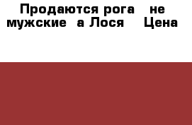Продаются рога - не мужские ,а Лося! › Цена ­ 2 500 - Ленинградская обл., Санкт-Петербург г. Охота и рыбалка » Другое   